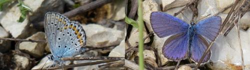 Réf. 191 674 : Plebejus argyrognomon